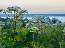 В Онеге директор муниципального бюджетного учреждения «Благоустройство» возместила ущерб, причиненный бюджету в результате неэффективного расходования денежных средств