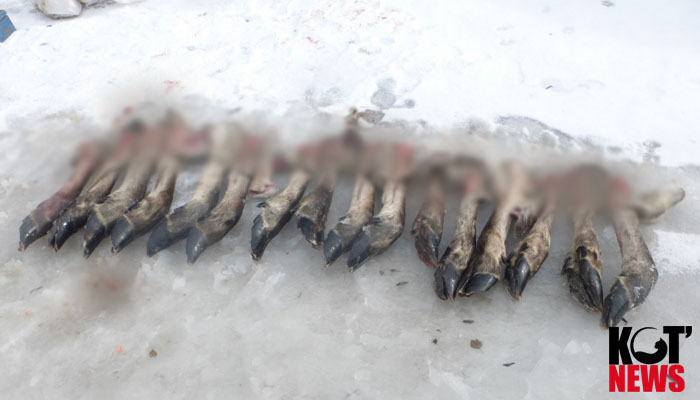 До пяти лет колонии за убийство четырёх лосих