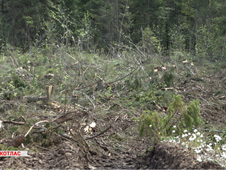 Лес рубят, щепки летят