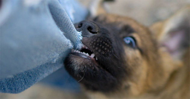 После вмешательства прокуратуры взыскан моральный вред в пользу ребенка, пострадавшего от нападения собаки