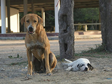 Конкурс по отбору кандидатов на пост главы Котласа завершился