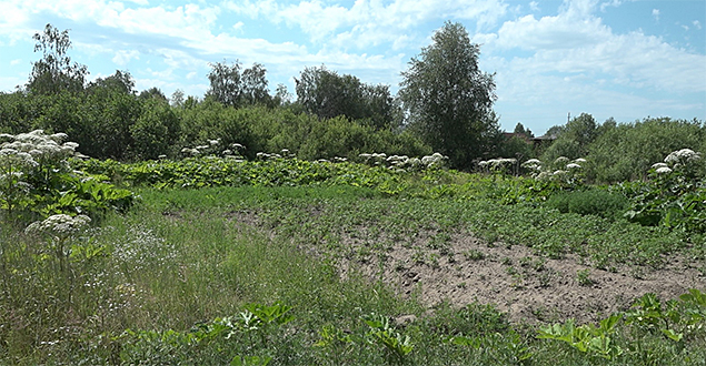 Победим борщевик