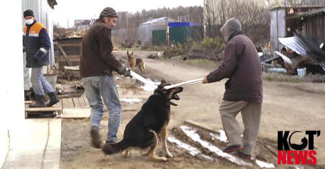 В Котласе участилось нападение собак на людей