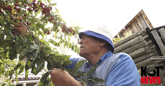 Котласские дачники довольны урожаем, и сами решают свои проблемы