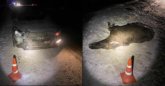 Лося на вологодской трассе сбила автоледи из Архангельска