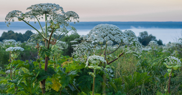 В Онеге директор муниципального бюджетного учреждения «Благоустройство» возместила ущерб, причиненный бюджету в результате неэффективного расходования денежных средств
