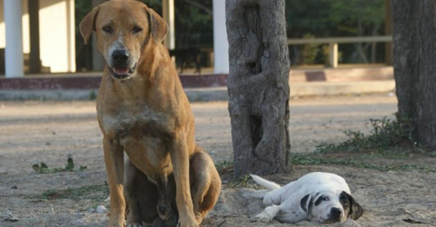 Конкурс по отбору кандидатов на пост главы Котласа завершился