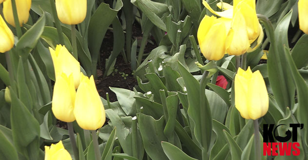 Ворованный букет для дамы сердца