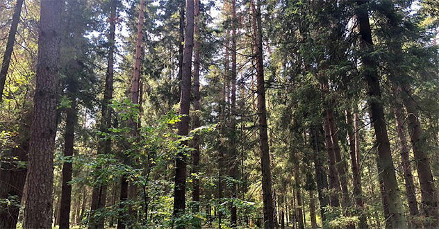 В Архангельской области по инициативе природоохранного прокурора в федеральную собственность возвращены 13 лесных участков общей площадью 99,7 га