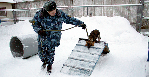 Племенной питомник служебного собаководства при исправительной колонии № 1 УФСИН России по Архангельской области готовит к выпуску очередных щенков
