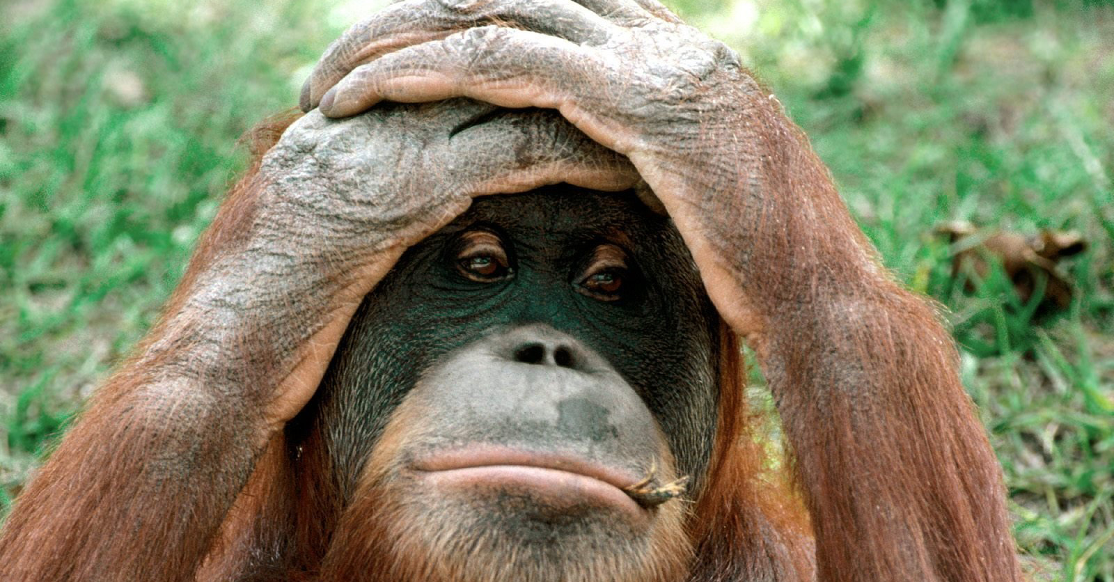 ИА RUSNORD // Уныние Гревцова