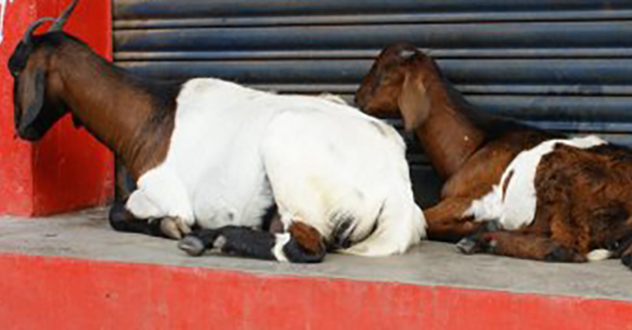 «Родина» не стала добивать КПРФ в апелляции: Котлас разменяли на Хакассию. Ничего личного — просто бизнес