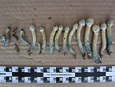 Осужден житель Новодвинска, выращивающий галлюциногенные грибы