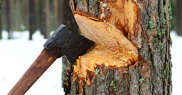 Иск к АО «Группа Илим» о взыскании ущерба, причиненного лесному фонду государства