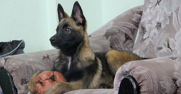 В Центре кинологической службы УМВД России по Архангельской области — пополнение