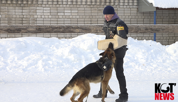 Укусила собака? Идите сразу в суд, полиция вряд ли поможет