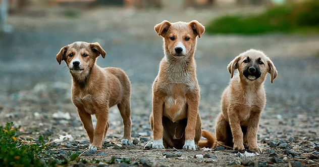 Сделать одно доброе дело — хорошо, а два — еще лучше