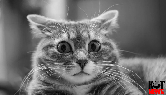 «Шоковая терапия» от ЭкоИнтегратора: котласским предпринимателям приготовиться!