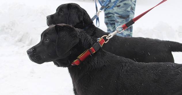 В Центре кинологической службы УМВД России по Архангельской области — пополнение