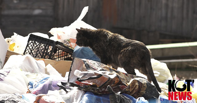 Кто должен покупать контейнеры? Позицию в мусорном пинг-понге высказала прокуратура