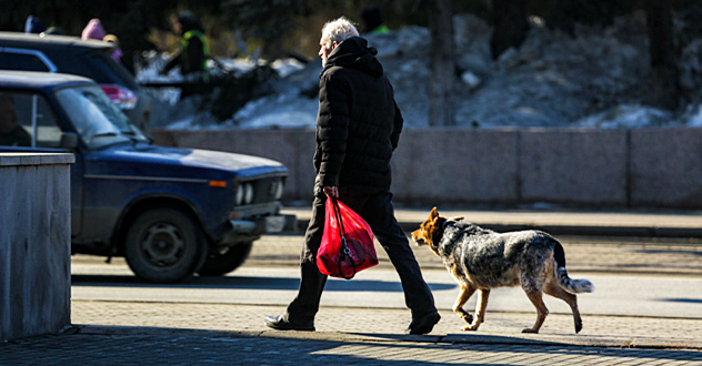 Проблема содержания и выгула собак в Котласе