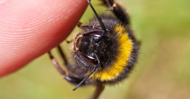 За укусы пчел придется заплатить