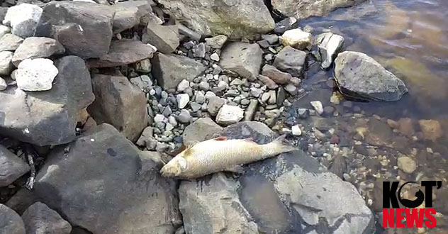 Рыбаки говорят: мор рыбы в Вычегде в этом году был дважды