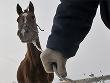 Цыгане 21 века?