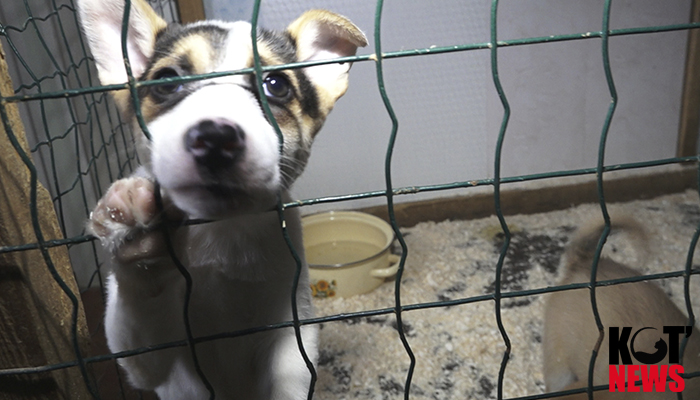 В опеке нуждаются не только люди, но и животные