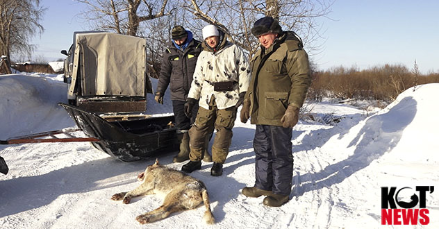 В Котласском районе в основном бродят волки-одиночки, больших стай нет
