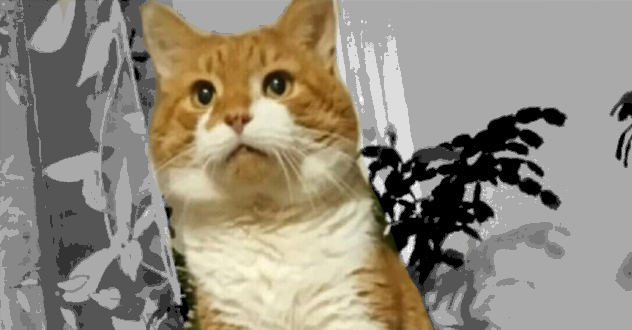 Мучителям домашнего кота Кузи из Северодвинска вынесли приговор