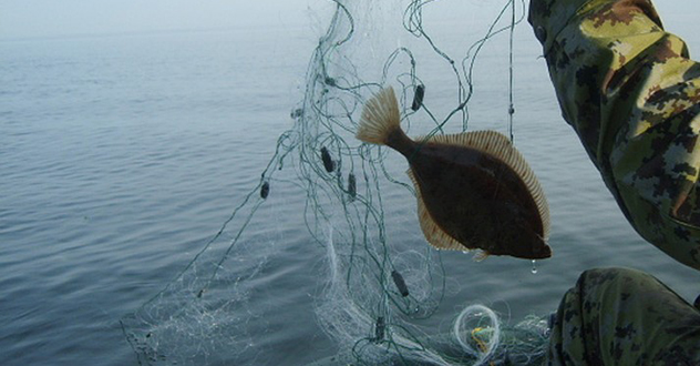 Двое жителей Онежского района признаны виновными в незаконной добыче рыбы