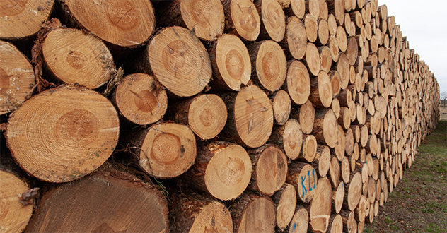 Уроженец Закавказья подозревается в контрабанде леса из Архангельской области на 17,7 млн. рублей