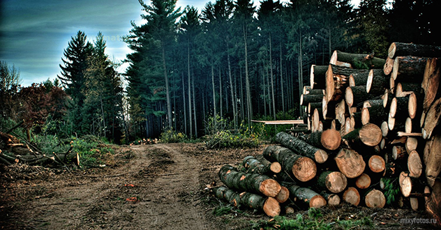 В Устьянском районе незаконно вырублено 34,2 кубических метра леса