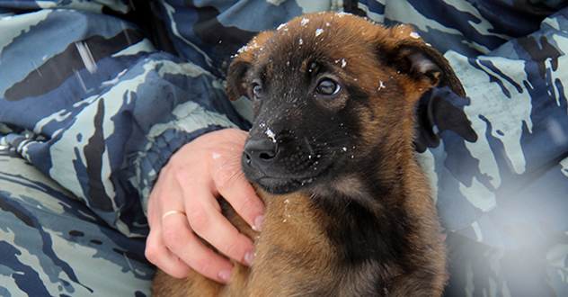 В Центре кинологической службы УМВД России по Архангельской области — пополнение