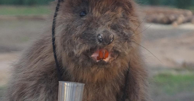 Не по-людски