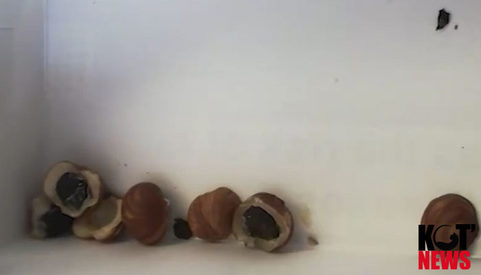 В коряжемскую колонию попытались передать наркотики в орехах