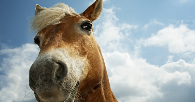 «Только кони мне попались привередливые…» «Родео» в Коряжме закончилось помятым «Ларгусом», шоком 5-летней девочки и её папы