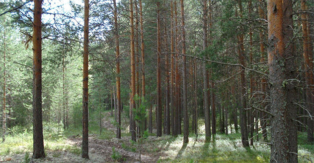 Работник “Шиловского государственного заповедника” осужден за допущение незаконной охоты и отстрела 3-х лосей