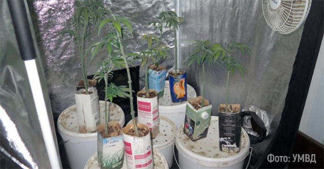 Находка века! Пожар на Яграх помог обнаружить плантацию конопли в коммуналке