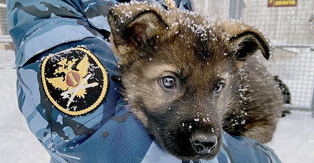 Племенной питомник служебного собаководства при исправительной колонии № 1 УФСИН России по Архангельской области готовит к выпуску очередных щенков