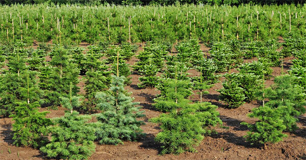 В Ленском районе вынесен приговор по уголовному делу о повреждении лесных насаждений