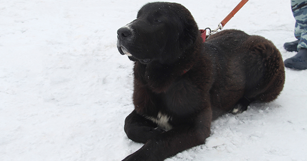 В Центре кинологической службы УМВД России по Архангельской области — пополнение