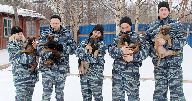 В Центре кинологической службы УМВД России по Архангельской области — пополнение