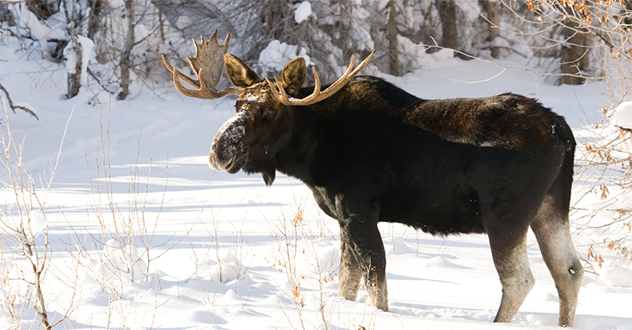 Вступил в законную силу приговор суда в отношении работника биологического заказника регионального значения, допустившего незаконную охоту на лося