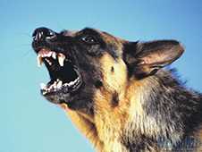 В Каргополе по иску прокурора хозяин собаки, покусавшей ребенка, заплатит компенсацию морального вреда