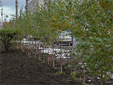 Архангельской межрайонной природоохранной прокуратурой выявлены нарушения по вопросам озеленения в черте городского округа «Город Архангельск»