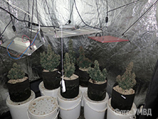 Находка века! Пожар на Яграх помог обнаружить плантацию конопли в коммуналке