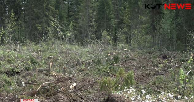 Лес рубят, щепки летят