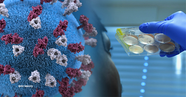 В Китае открыли антитело, нейтрализующее все штаммы коронавируса